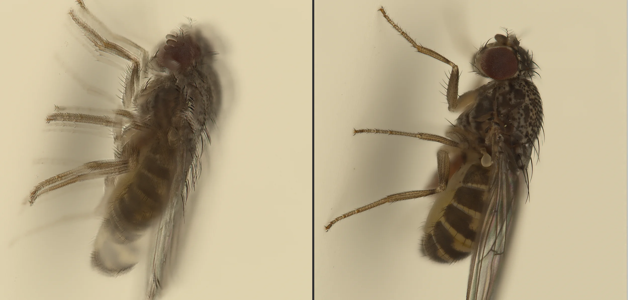 Alignment comparison: the same fly stacked twice — the left panel shows ghost-edges and double outlines from misaligned frames, the right panel shows a clean result after automatic alignment.