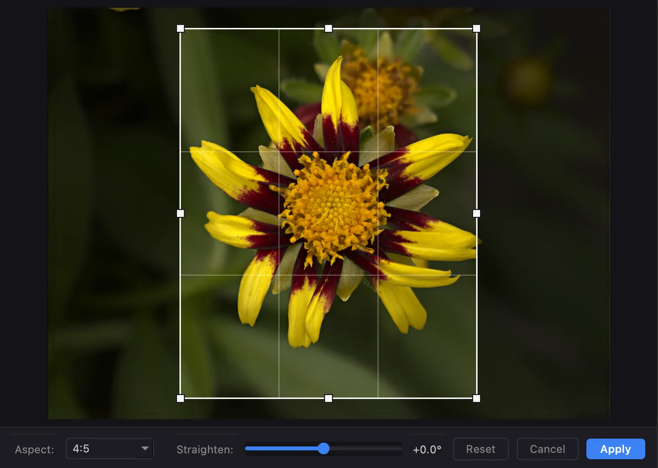 Crop and straighten tool: a stacked image with the crop rectangle active, rule-of-thirds grid overlaid, and a straightening slider above the controls.
