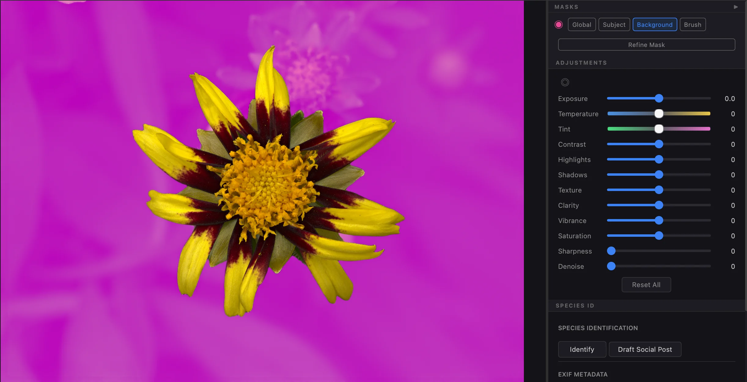 Macro Studio's editing view: a stacked Plains Coreopsis flower with the Background mask active (background shown magenta) and the full Adjustments panel open on the right, with sliders for exposure, temperature, contrast, clarity, sharpness, and more.