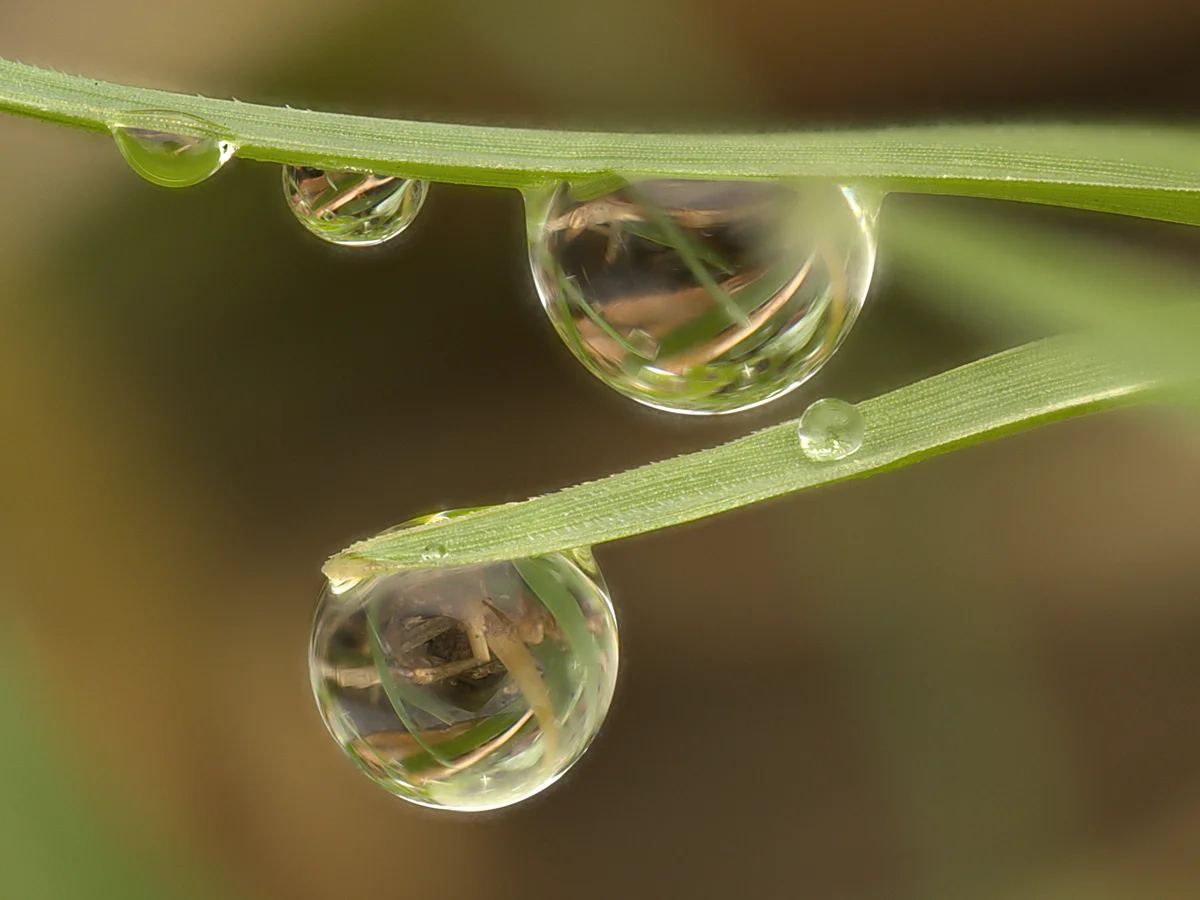 The same scene after focus stacking — every water droplet is in sharp focus, the row of small drops, the front drop, and the surrounding grass blades, while the background bokeh stays smooth.
