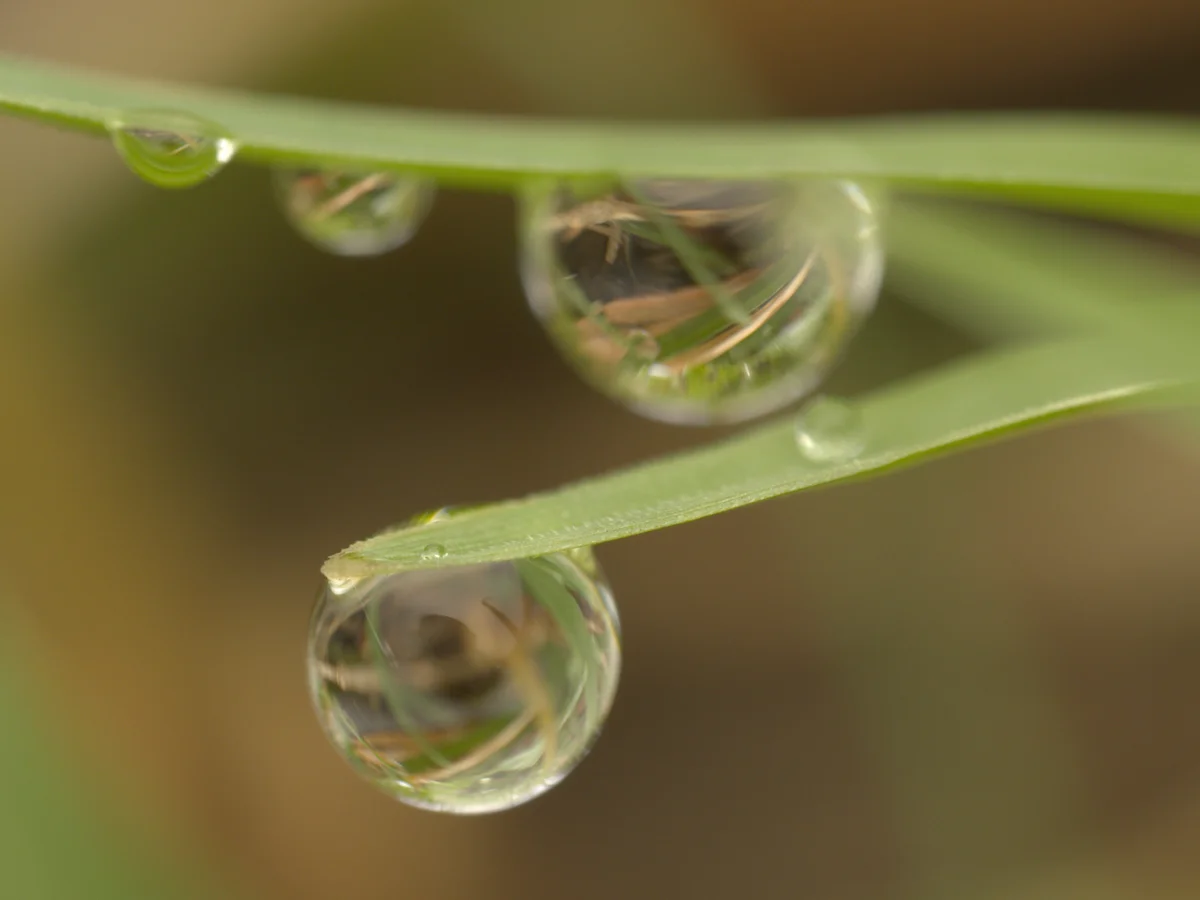 A single frame from a focus bracket — only part of the scene is sharp; the row of small drops on the main grass blade is in focus but the surrounding grass and the front drop hanging below are noticeably soft.