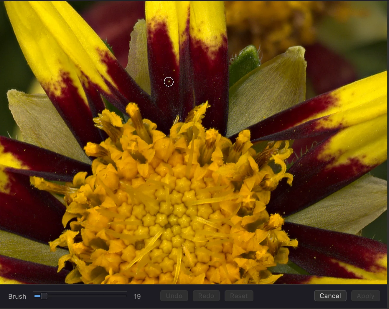 Retouch tool in action: a macro shot with the retouch brush active, cleaning up stray specks and dust without affecting the rest of the image.