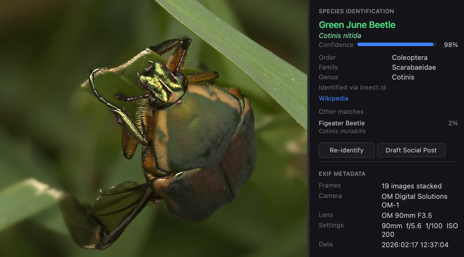 Species ID panel: Macro Studio has identified the stacked image as a Green June Beetle (Cotinis nitida) with 98% confidence, along with taxonomy (Coleoptera, Scarabaeidae, Cotinis), Wikipedia link, EXIF metadata, and a Figeater Beetle suggestion as the next-best match.