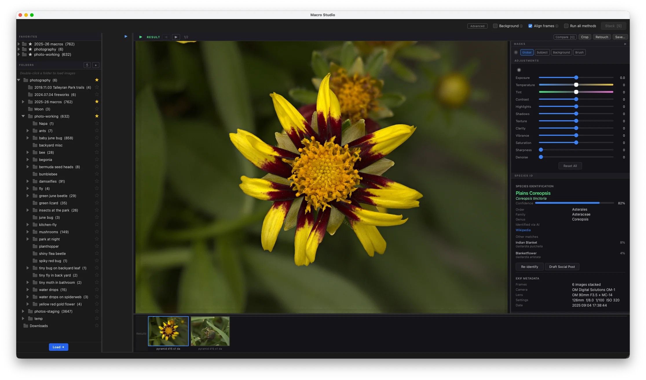 Macro Studio on macOS — focus-stacked close-up of a Plains Coreopsis flower with AI species ID, adjustment sliders, and EXIF metadata visible